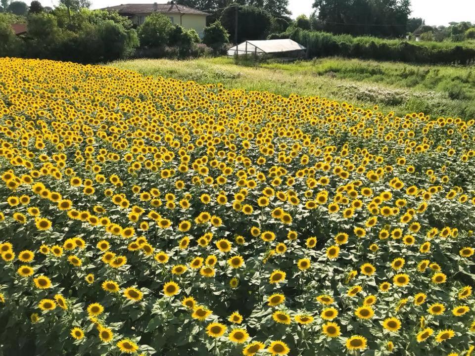 Fattoria Il Giardo Apartman Pietrasanta Kültér fotó