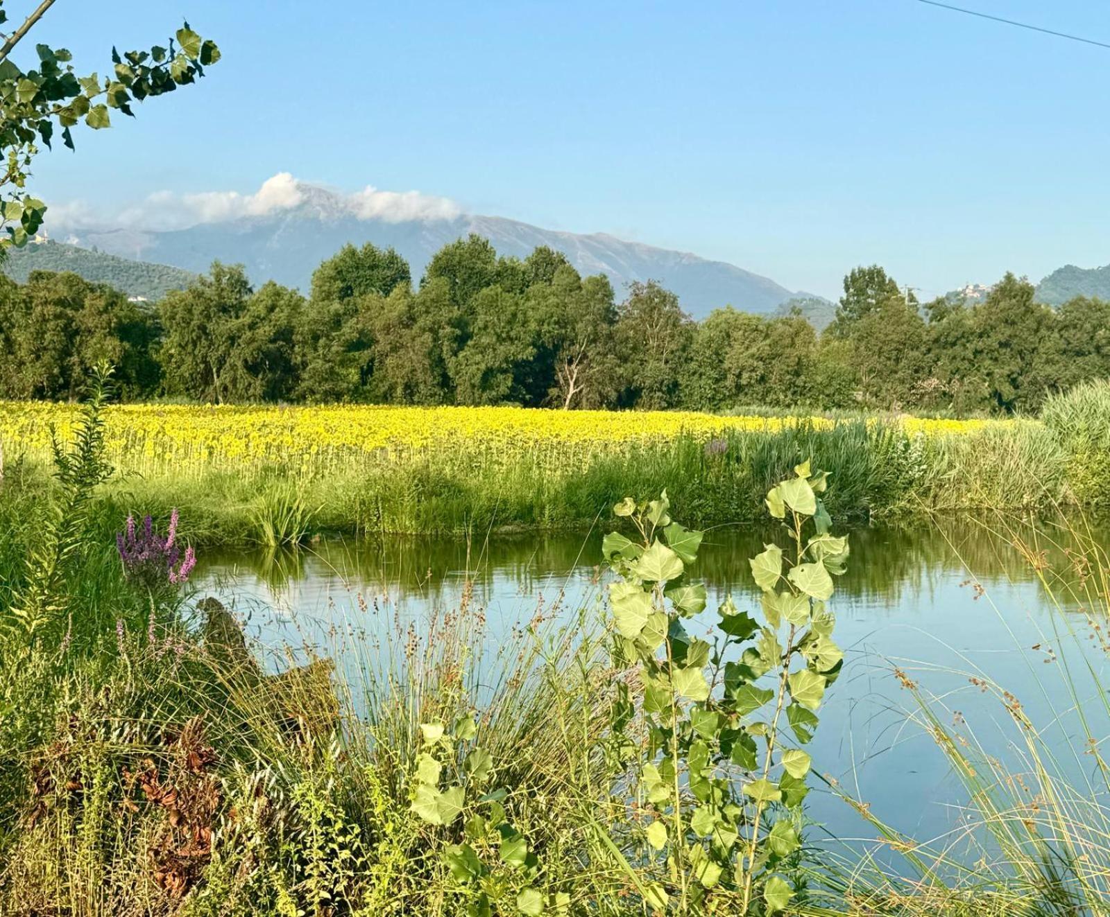 Fattoria Il Giardo Apartman Pietrasanta Kültér fotó