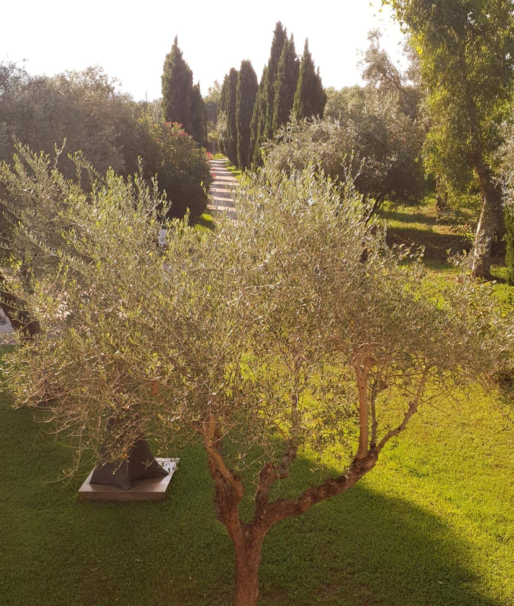 Fattoria Il Giardo Apartman Pietrasanta Kültér fotó