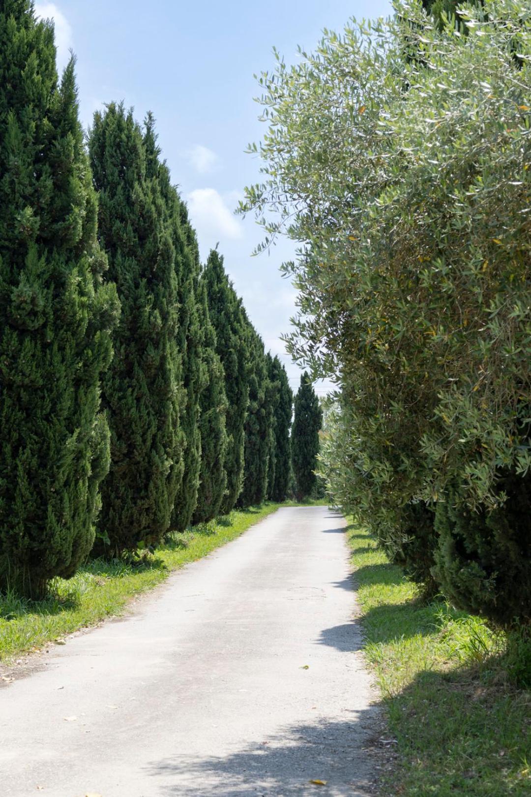 Fattoria Il Giardo Apartman Pietrasanta Kültér fotó